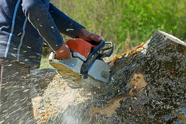 Best Affordable Tree Service  in Spanish Fork, UT